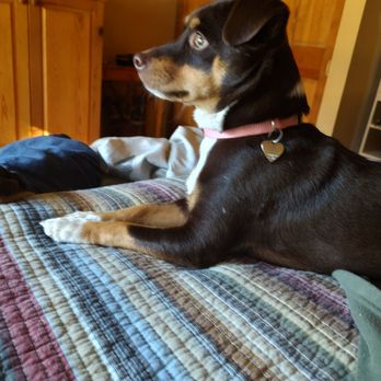 Mt Bachelor Veterinary Hospital - Chopa watching for squirrels out the window! - Veterinarians Near Me - Bend, Oregon