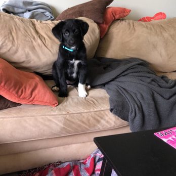 Let Them Live Rescue - When I took her home - Animal Shelters Near Me Let Them Live Rescue - When I took her home - Animal Shelters Near Me