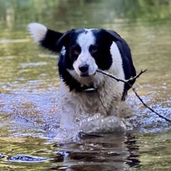 Highlands County Park - Bear playing in the river