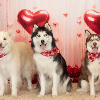 Good Vibes Photography - Pet Photography Near Me Good Vibes Photography - Pet Photography Near Me