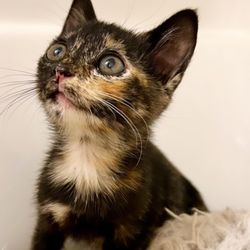 Hope Animal Hospital - Roxy the kitty