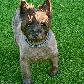 SAGE Veterinary Centers - Campbell - Bear Bear - Veterinarians Near Me - Campbell, California SAGE Veterinary Centers - Campbell - Bear Bear - Veterinarians Near Me - Campbell, California