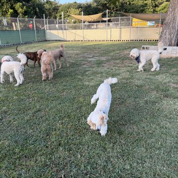 VIP Dog Hotel - I love my friends - Pet Groomers Near Me - Dallas, Texas VIP Dog Hotel - I love my friends - Pet Groomers Near Me - Dallas, Texas