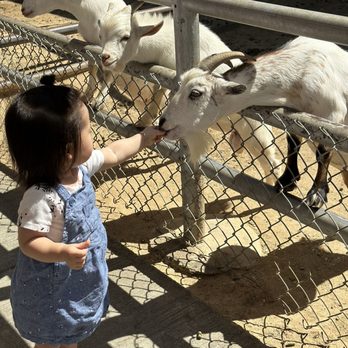 Montebello Barnyard Zoo - Petting Zoos Near Me - Montebello, California Montebello Barnyard Zoo - Petting Zoos Near Me - Montebello, California