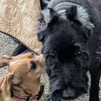 Barnyard Buddies - Pet Groomers Near Me
