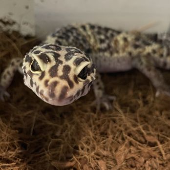 Hunts Exotics - Community Service/Non-Profit Near Me Hunts Exotics - Community Service/Non-Profit Near Me