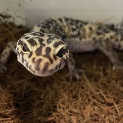 Hunts Exotics