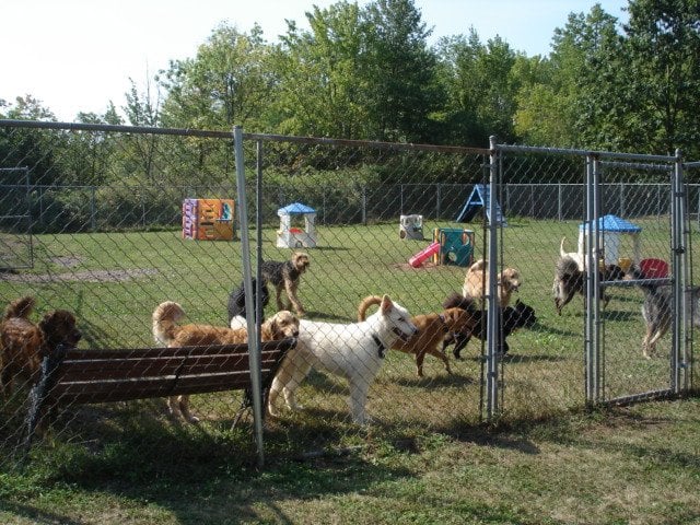 Connecticut K-9 Education Center - pet boarding facility in Newington, CT