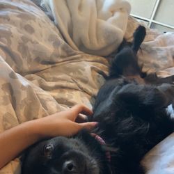 Hope Animal Shelter - Dog