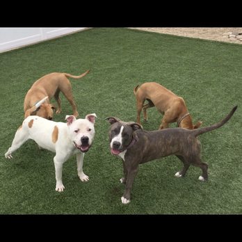 Good Citizen Dog - Pet Training Near Me - Garden City, Idaho