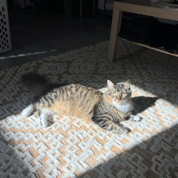 Siarah's Pet Care - Pet Sitting Near Me Siarah's Pet Care - Pet Sitting Near Me