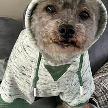 Petco - My Havanese in her new hoodie that she loves. - Pet Stores Near Me - Verona, New Jersey Petco - My Havanese in her new hoodie that she loves. - Pet Stores Near Me - Verona, New Jersey