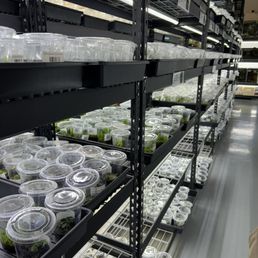 Lots of different moss and terrarium plants Lots of different moss and terrarium plants