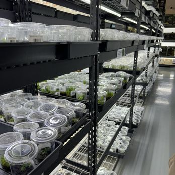 Verdant Vivariums - Lots of different moss and terrarium plants - Nurseries & Gardening Near Me - Corona, California Verdant Vivariums - Lots of different moss and terrarium plants - Nurseries & Gardening Near Me - Corona, California