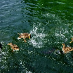 Oden State Fish Hatchery