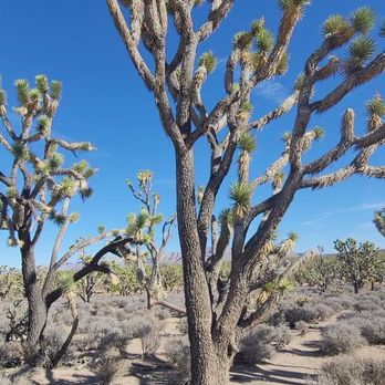 Arizona's Joshua Tree Forest - Parks Near Me