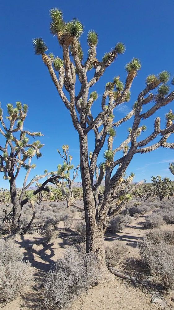 ARIZONA’S JOSHUA TREE FOREST Meadview, Arizona Parks Yelp