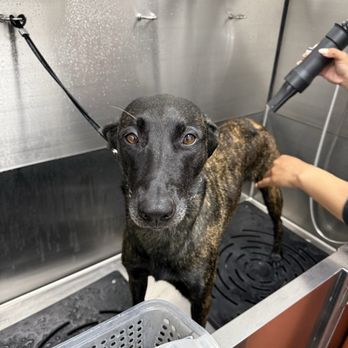 El Granero Pet Express - Bathing my dog - Pet Stores Near Me - Downey, California El Granero Pet Express - Bathing my dog - Pet Stores Near Me - Downey, California