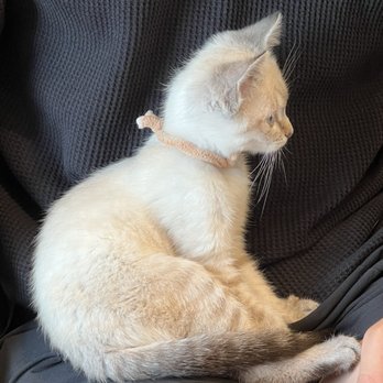 Cat Cafe Meows Rakuen - Sena - Cafes Near Me - Gardena, California Cat Cafe Meows Rakuen - Sena - Cafes Near Me - Gardena, California