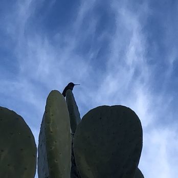 Picacho / Tucson NW KOA - Hummingbird - RV Parks Near Me - Picacho, Arizona