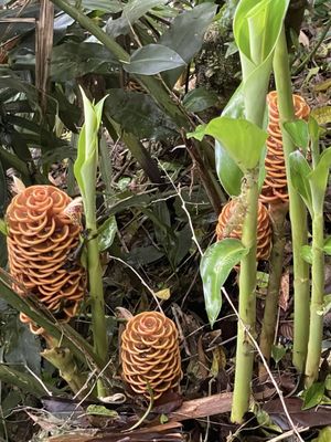 Tam-awan Village by null