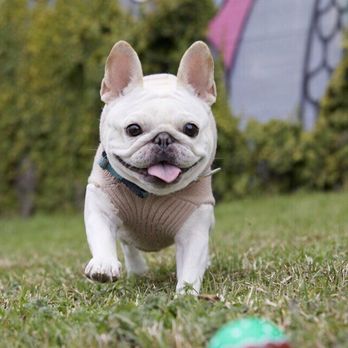 Fine Art Memories - @pennytheprettyfrenchie on IG and FB - Session Photography Near Me - Austin, Texas Fine Art Memories - @pennytheprettyfrenchie on IG and FB - Session Photography Near Me - Austin, Texas