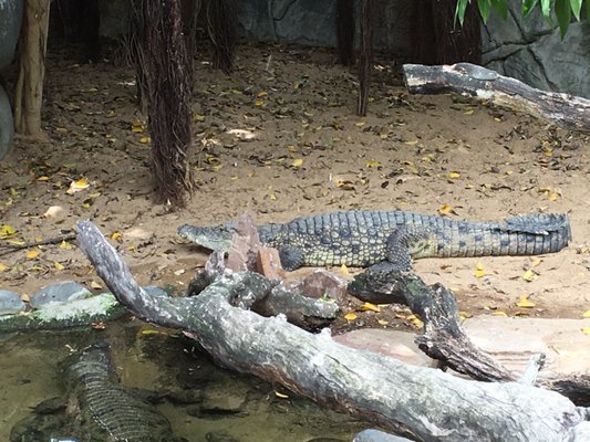 Bioparc Fuengirola by null