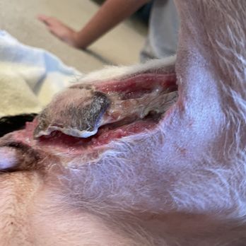 Abrams Forest Veterinary Clinic - Malpractice - Veterinarians Near Me - Dallas, Texas