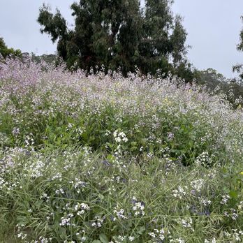 Annie's Canyon Trail - Wildflowers along the trail - Hiking Near Me - Encinitas, California Annie's Canyon Trail - Wildflowers along the trail - Hiking Near Me - Encinitas, California
