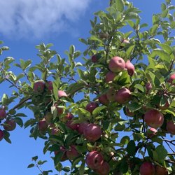 Appledale Orchards - U-Pick Apples