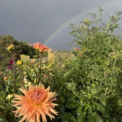 Samuels Elementary School - Community garden
