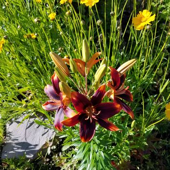 Roots Nursery & Landscape - a close up of a flower - Nurseries & Gardening Near Me - Yakima, Washington
