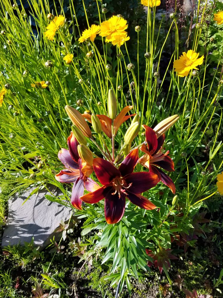 ROOTS NURSERY & LANDSCAPE Updated June 2024 34 Photos & 12 Reviews