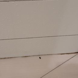 BUGS IN THE SHOWER.