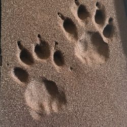 Faithful Hearts Mobile Veterinary Services