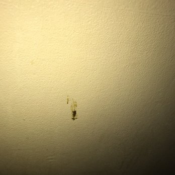Quality Inn Burbank Airport - Room 315. Some weird Snot type of thing, stuck on the wall, looks similar to what's on the bedding. - Hotels Near Me - Burbank, California