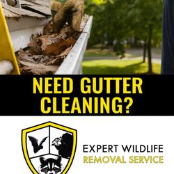Expert Wildlife and Pest Control 