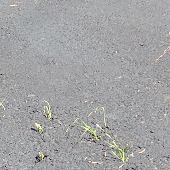 Boss paving - Grass growing through - Masonry/Concrete Near Me - Haddock, Georgia