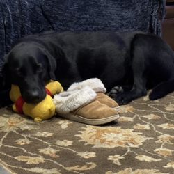 Foothills Veterinary Clinic - Derby