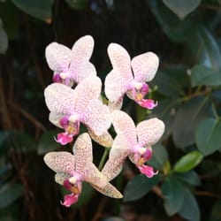 Botanischer Garten u. Rhododendronpark