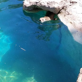 Bearizona - Otter - Zoos Near Me - Williams, Arizona Bearizona - Otter - Zoos Near Me - Williams, Arizona