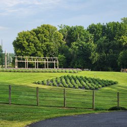 Harmony Lavendar Farm - Lavendar farm with several different varieties being grown, including culinary and french