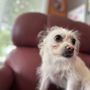 Photo of Artistic Pet Grooming