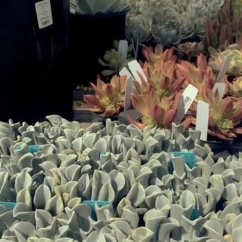 Ploughshares Nursery - Nurseries & Gardening Near Me - Alameda, California Ploughshares Nursery - Nurseries & Gardening Near Me - Alameda, California