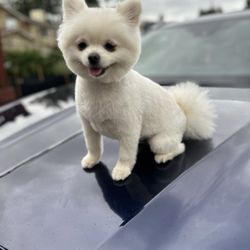 Dog Spaw - Kent