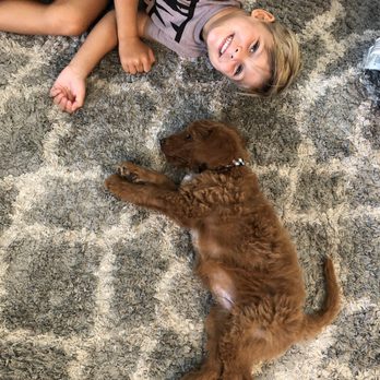 Goldendoodle Puppies - Pet Breeders Near Me - Franklin, Tennessee