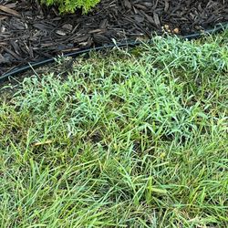 Lawn Doctor of South Charlotte