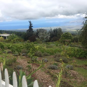 Ali'i Kula Lavender - Tours Near Me - Kula, Hawaii