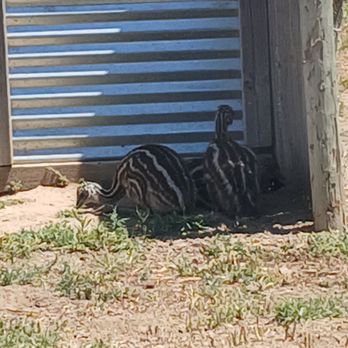 Ostrichland USA - Attraction Farms Near Me - Solvang, California