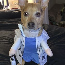 Premium Vet Care - My little Buddy dressed up as Dr Hefner 10/2019.